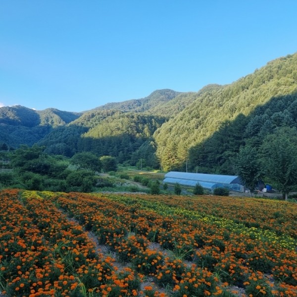 뮤직브로샵,꽃차시대 메리골드꽃차 대용량 팩