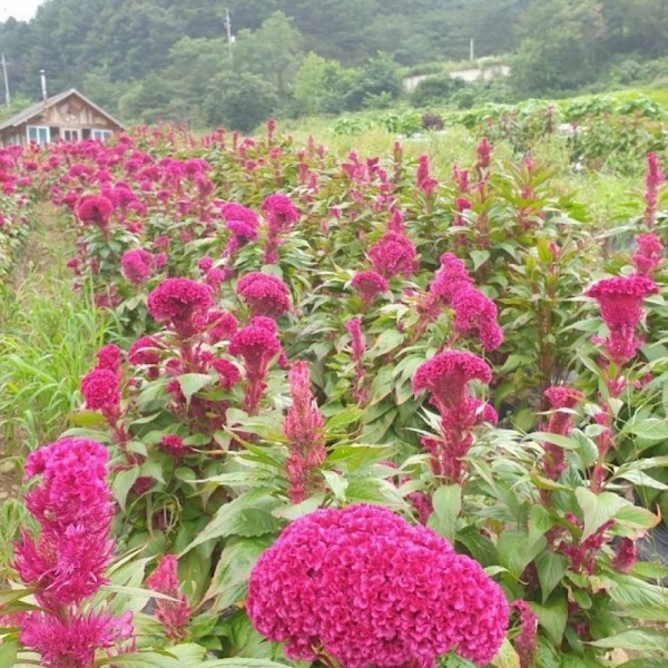 뮤직브로샵,꽃차시대 맨드라미꽃차