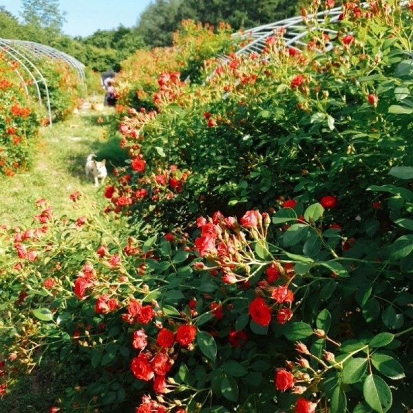 뮤직브로샵,꽃차시대 장미꽃차