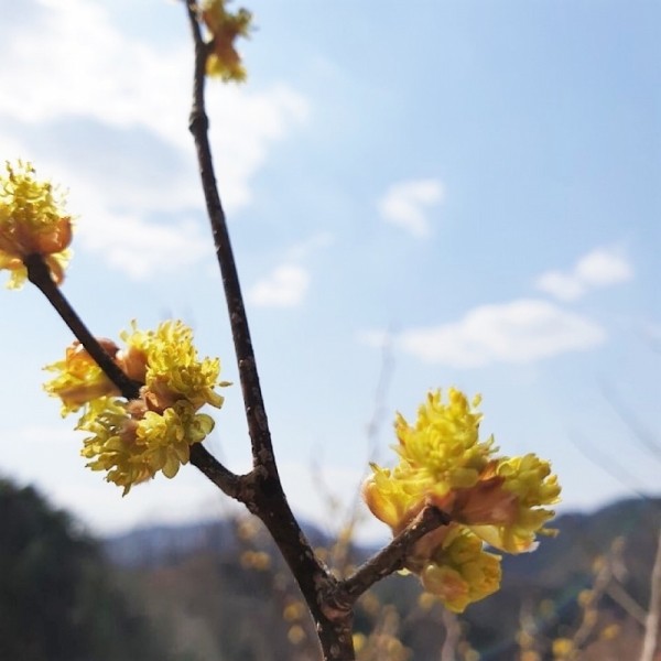 뮤직브로샵,꽃차시대 생강나무(산동백)꽃차