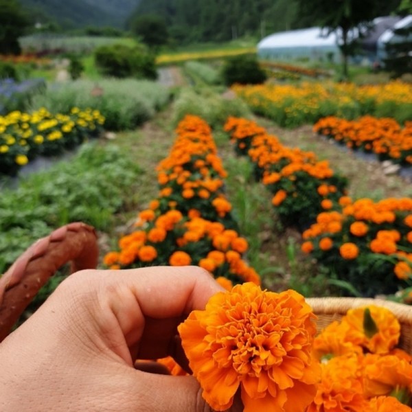 뮤직브로샵,꽃차시대 메리골드꽃차 대용량 팩